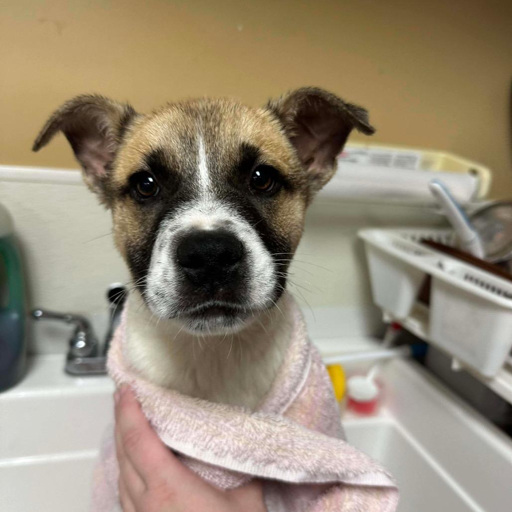 Enlarge Archer, a Adoptable mixed breed in St. Charles, MO image 1/6