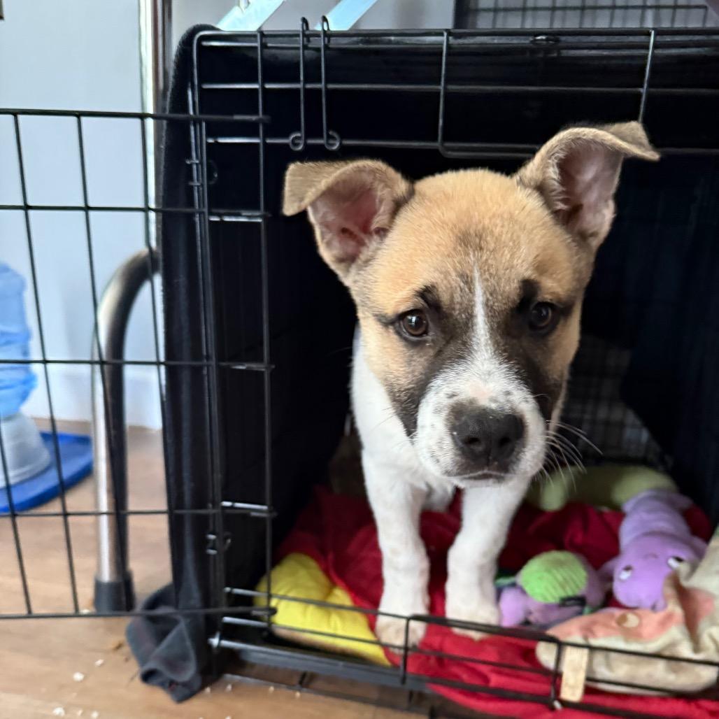 Enlarge Archer, a Adoptable mixed breed in St. Charles, MO image 2/6