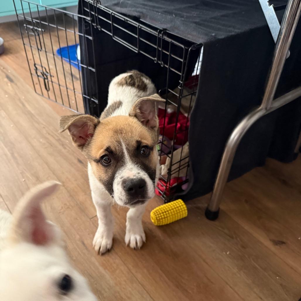 Enlarge Archer, a Adoptable mixed breed in St. Charles, MO image 3/6