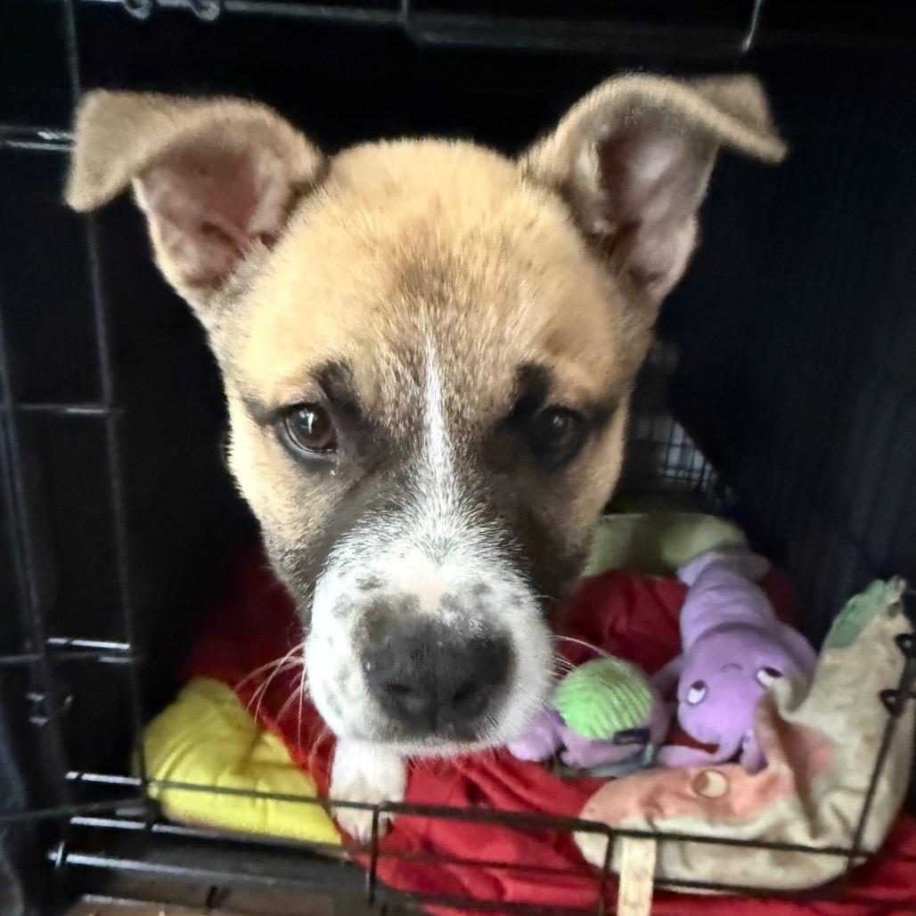 Enlarge Archer, a Adoptable mixed breed in St. Charles, MO image 4/6