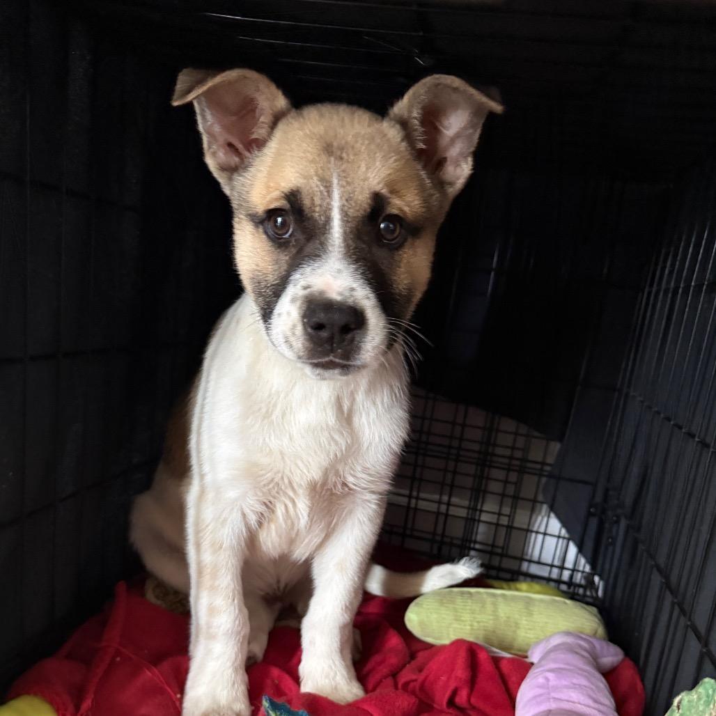 Enlarge Archer, a Adoptable mixed breed in St. Charles, MO image 6/6