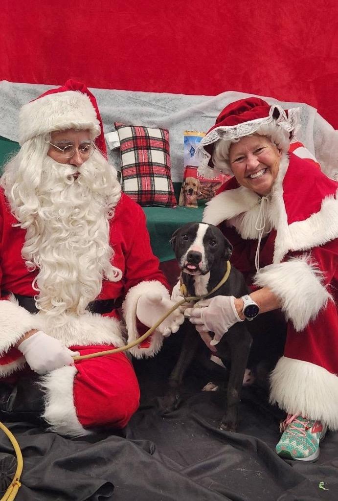 Shorty, Adoptable, Adult Male Mixed Breed.