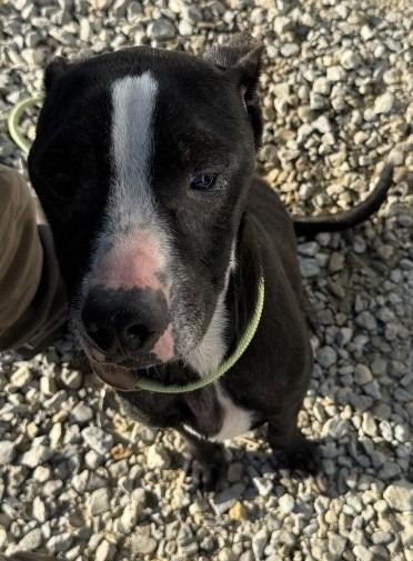 Enlarge Shorty, a Adoptable mixed breed in Greencastle, IN image 2/2