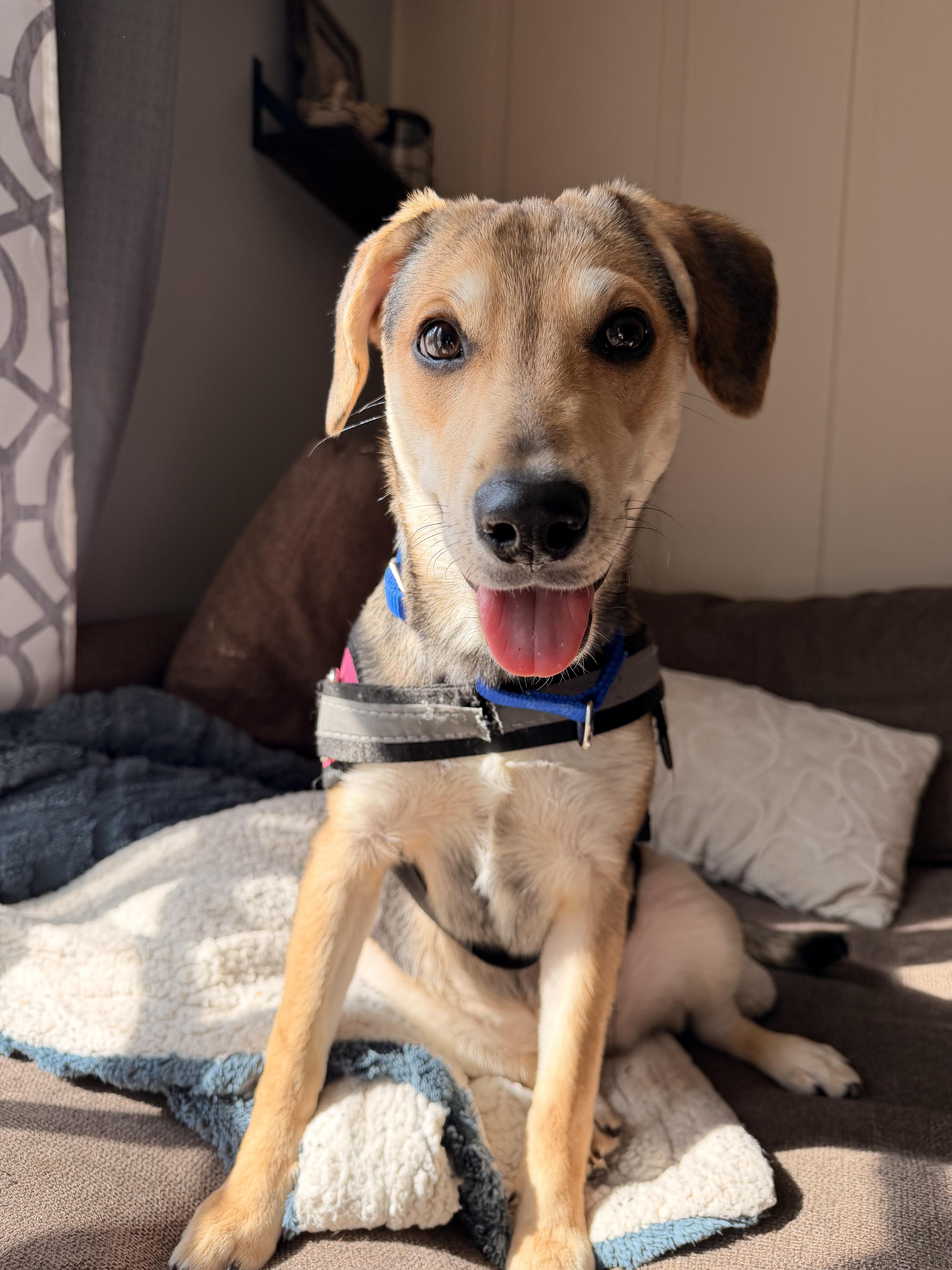 Enlarge Lucy, a ADOPTABLE mixed breed in Crystal Lake, IL image 4/6