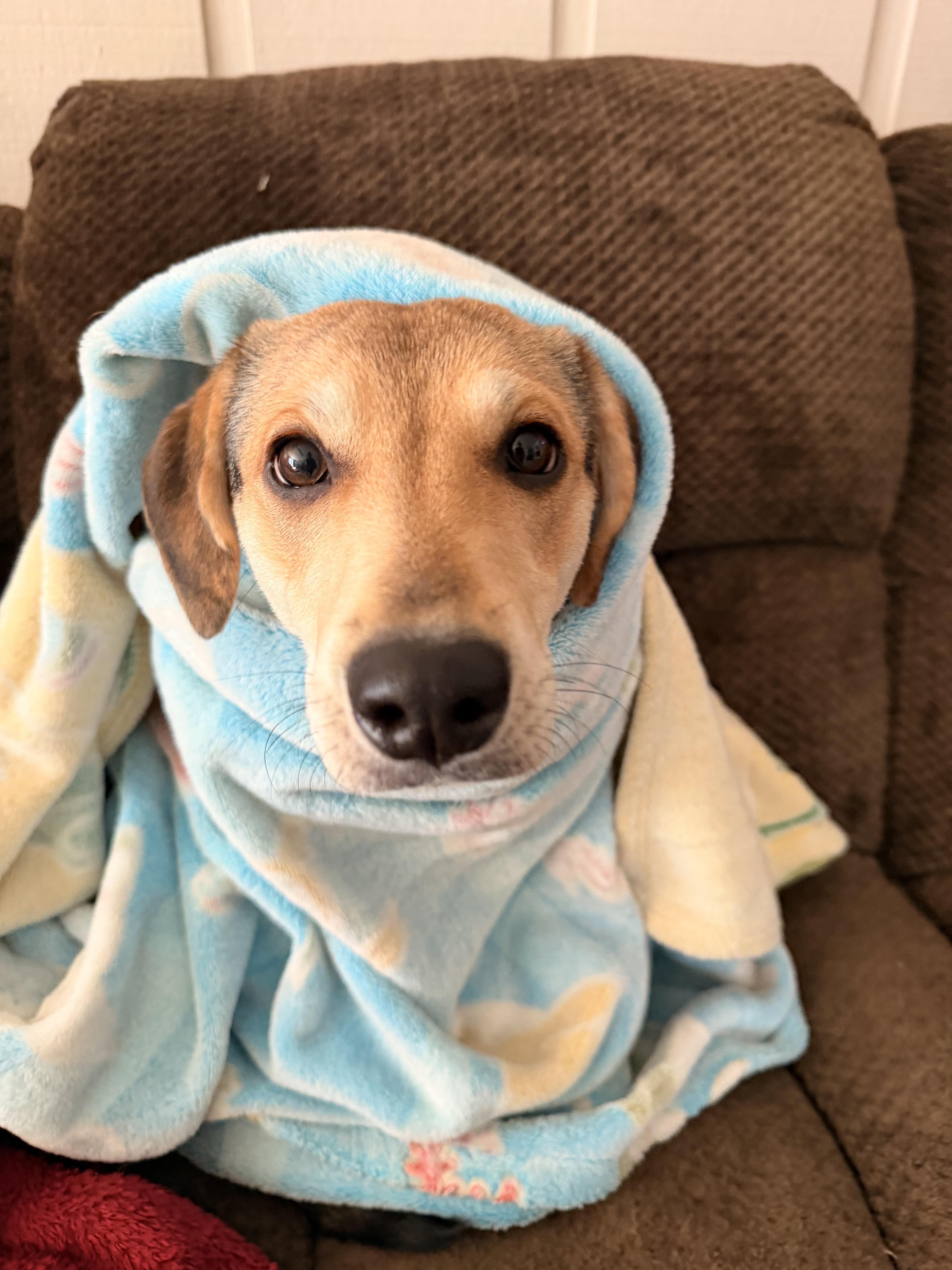 Enlarge Lucy, a ADOPTABLE mixed breed in Crystal Lake, IL image 5/6