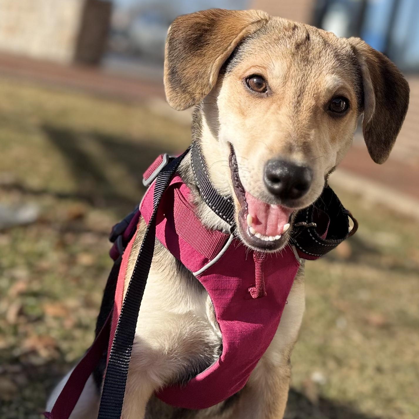 Lucy, ADOPTABLE, Puppy Female Labrador Retriever.