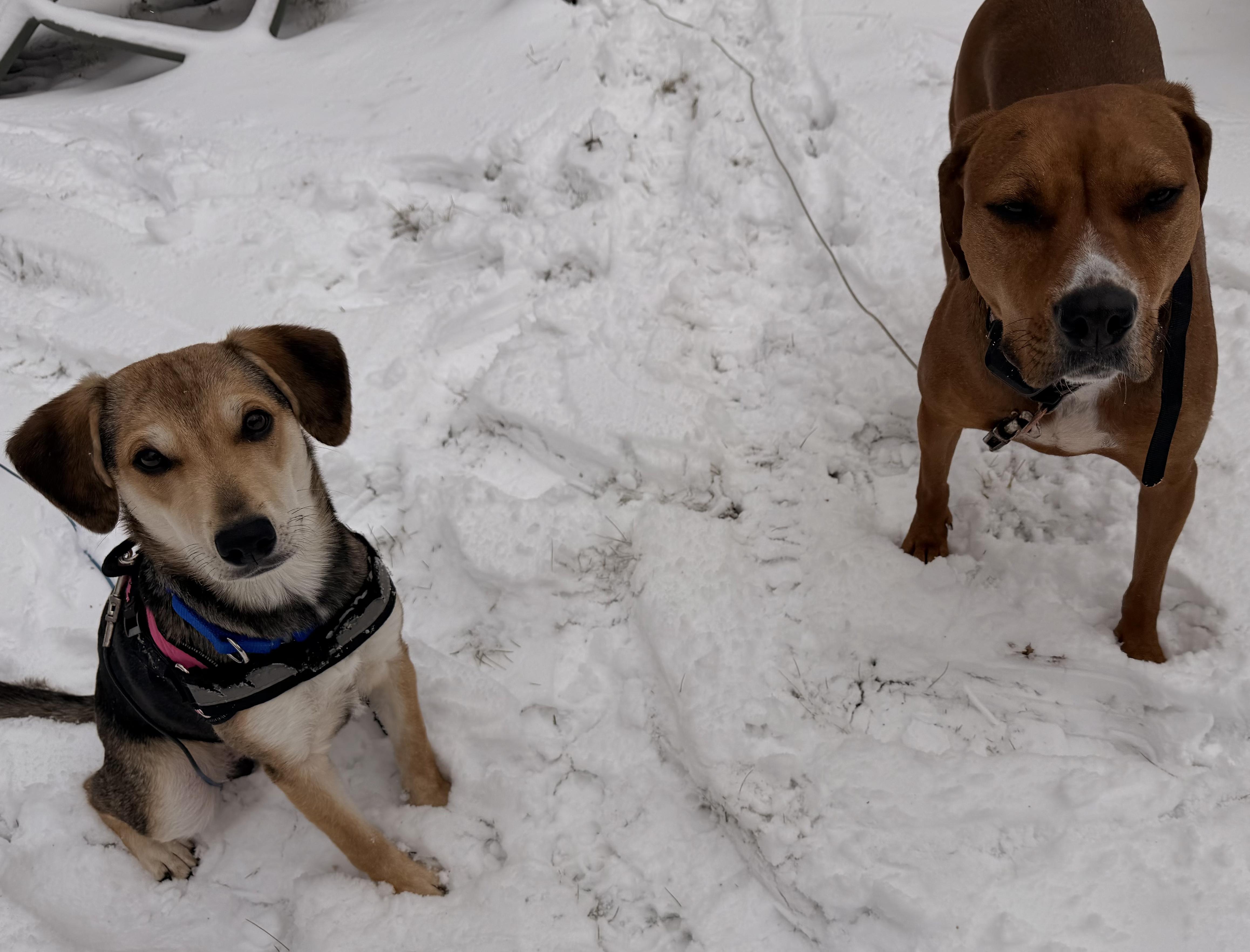 Enlarge Lucy, a ADOPTABLE mixed breed in Crystal Lake, IL image 2/6