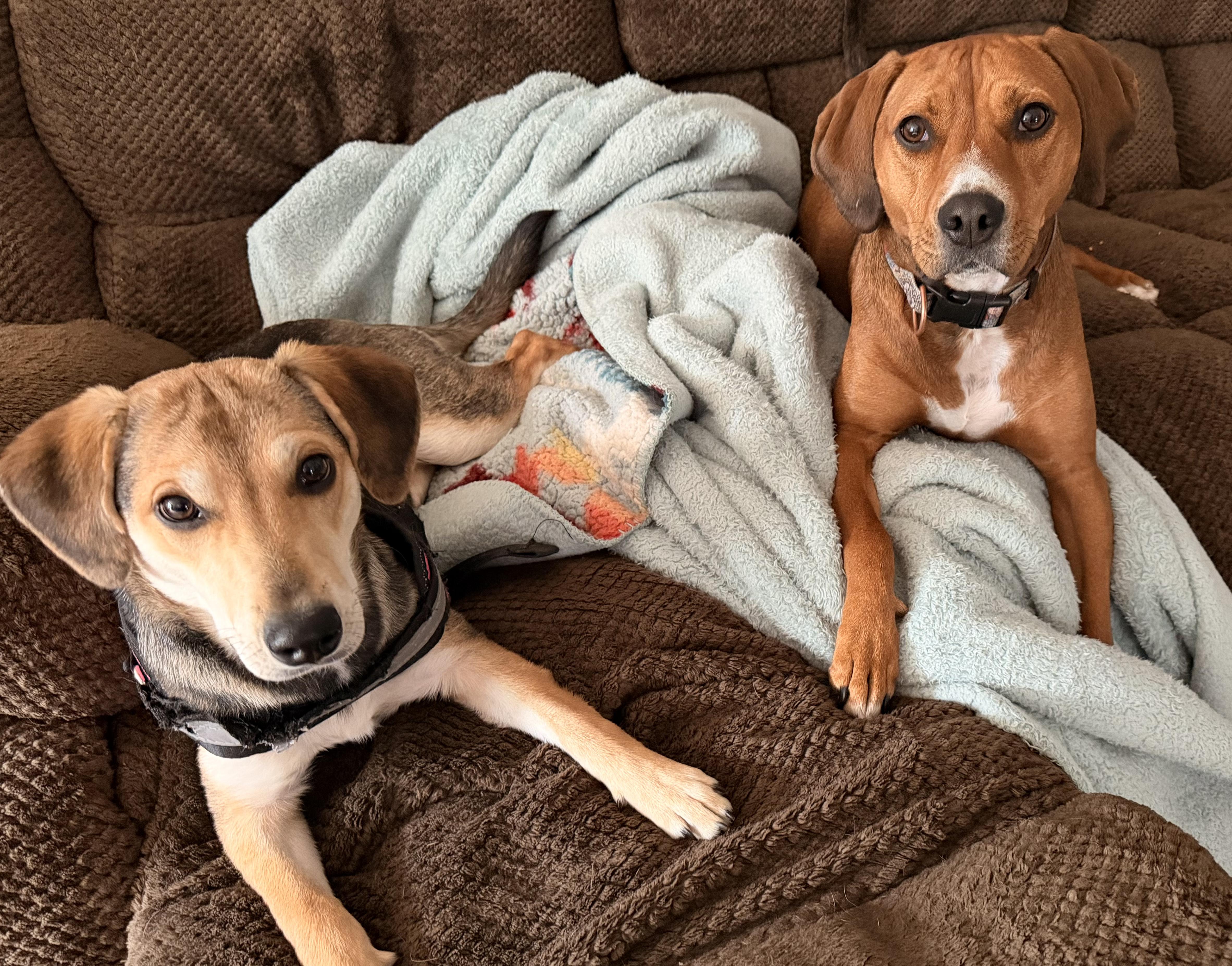 Enlarge Lucy, a ADOPTABLE mixed breed in Crystal Lake, IL image 6/6