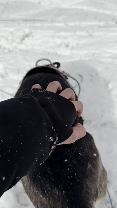 Enlarge Lucy, a ADOPTABLE mixed breed in Crystal Lake, IL video 3/6