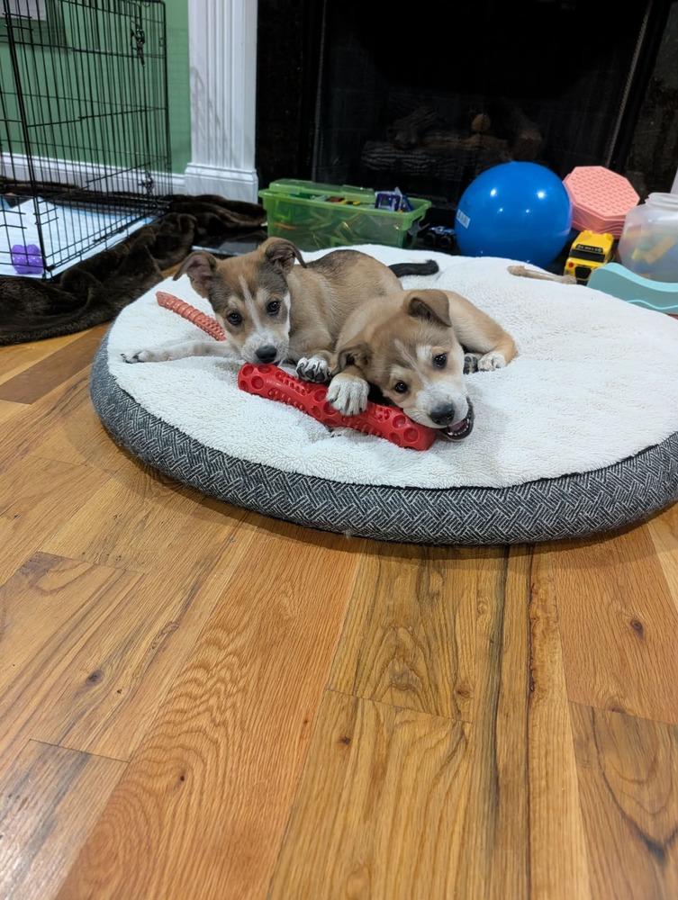 Cinnamon, Adopted, Puppy Female Shepherd.