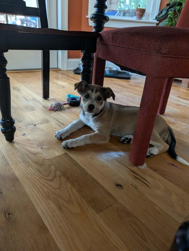 Enlarge Cinnamon, a Adopted mixed breed in Wendell, NC image 2/3