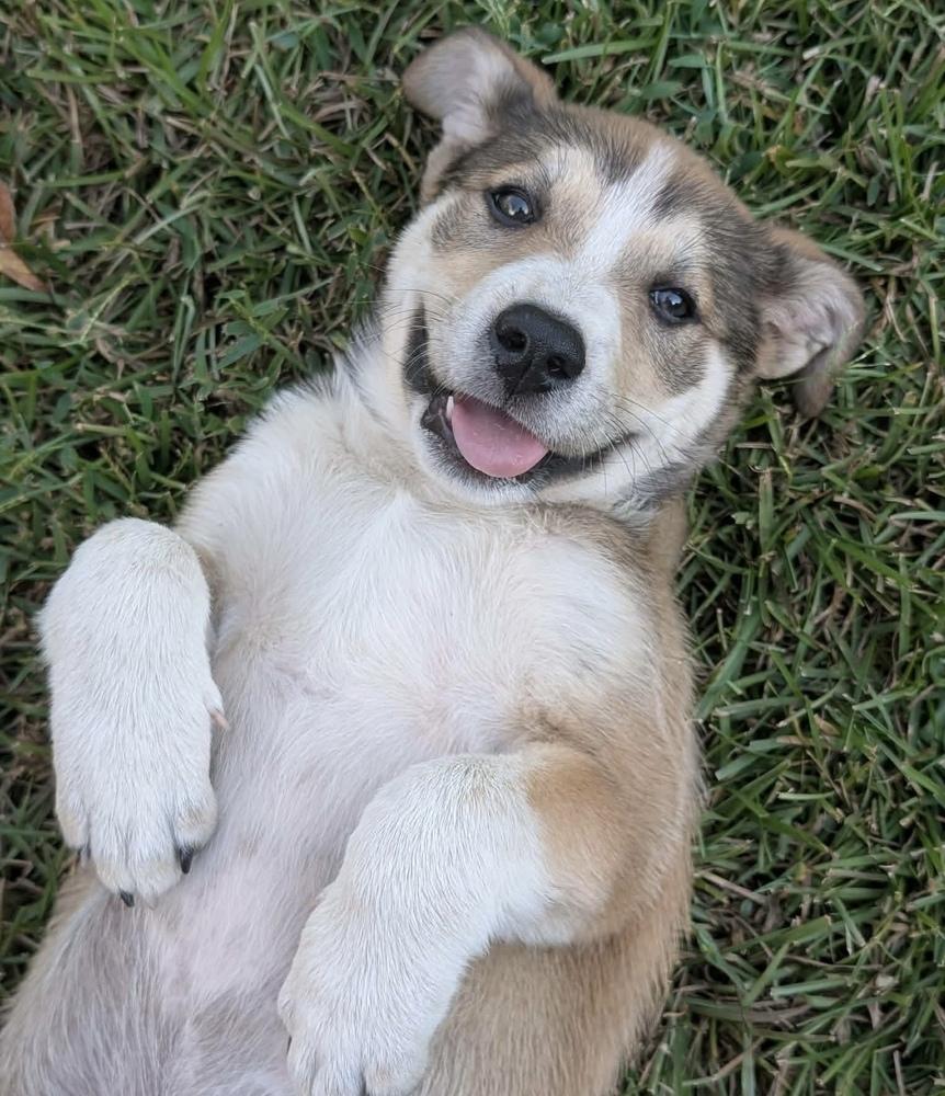 Enlarge Cinnamon, a Adopted mixed breed in Wendell, NC image 3/3