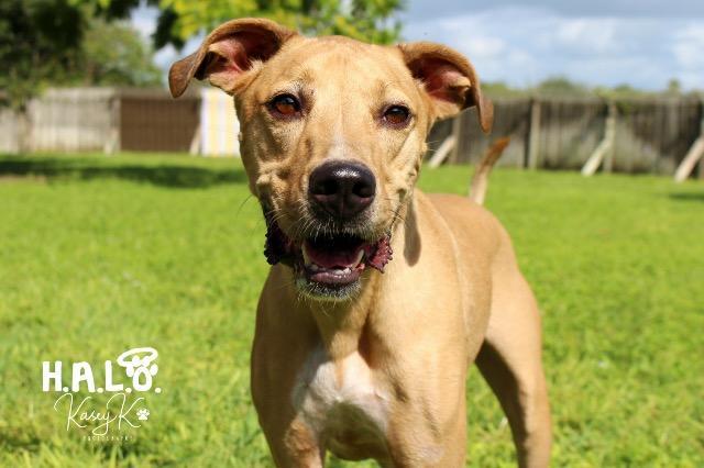 Enlarge Bumble, a Adoptable mixed breed in Sebastian, FL image 1/6