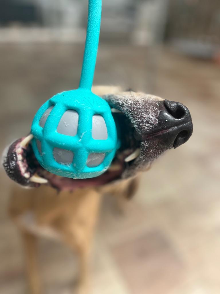 Enlarge Bumble, a Adoptable mixed breed in Sebastian, FL image 4/6