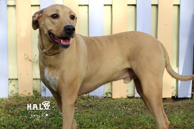 Enlarge Bumble, a Adoptable mixed breed in Sebastian, FL image 5/6