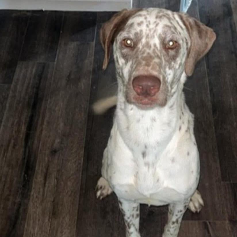 Jake, Adoptable, Adult Male German Shorthaired Pointer & Mixed Breed.