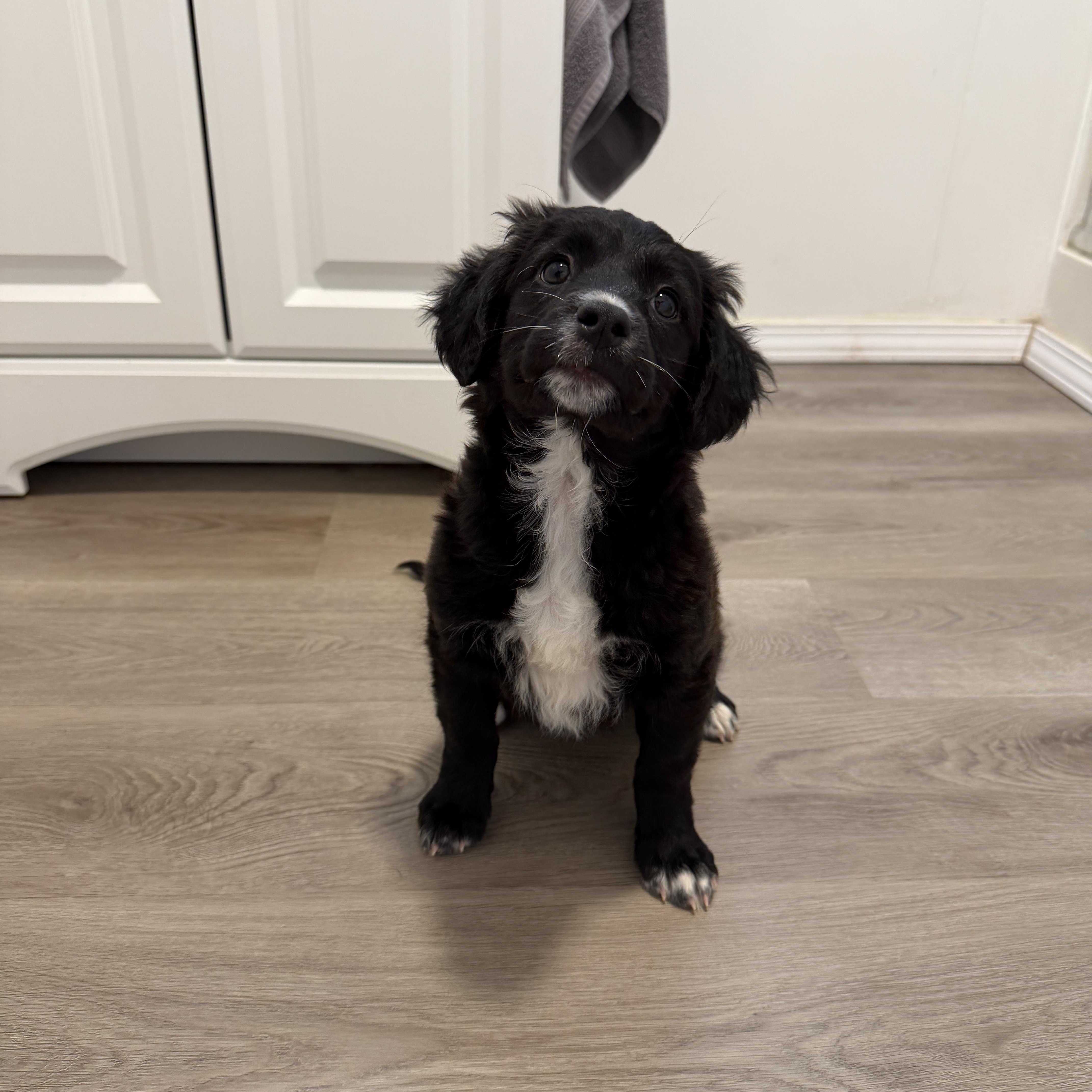 Enlarge Bahama, an adopted mixed breed in San Diego, CA image 2/3