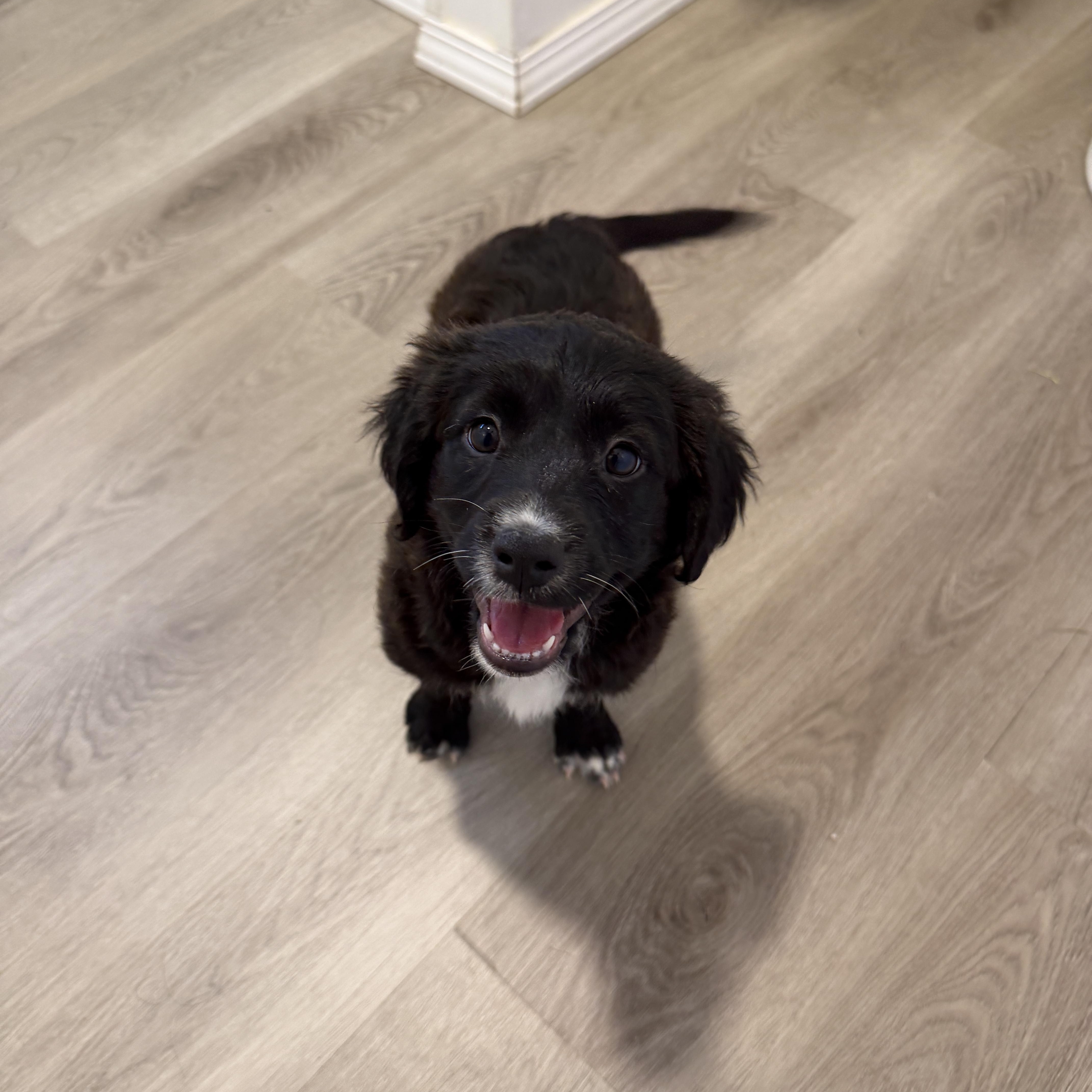 Enlarge Bahama, an adopted mixed breed in San Diego, CA image 1/3