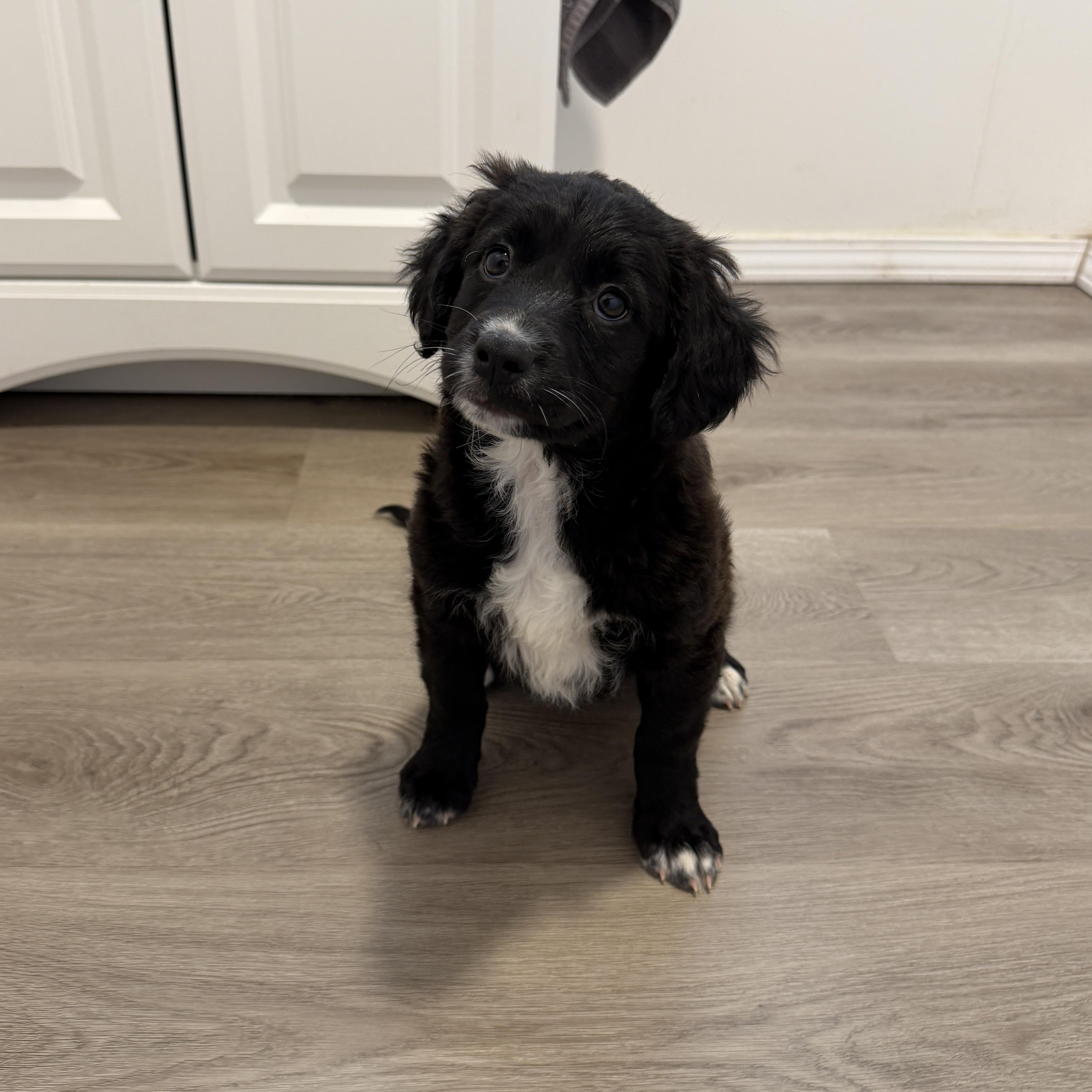 Enlarge Bahama, an adopted mixed breed in San Diego, CA image 3/3