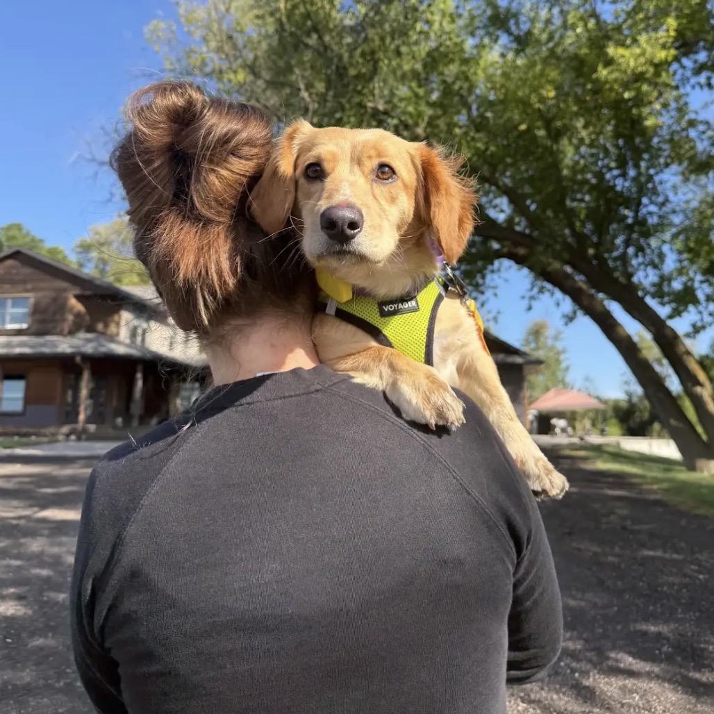 Enlarge Skye D12345, a Adoptable mixed breed in Princeton, MN image 4/5