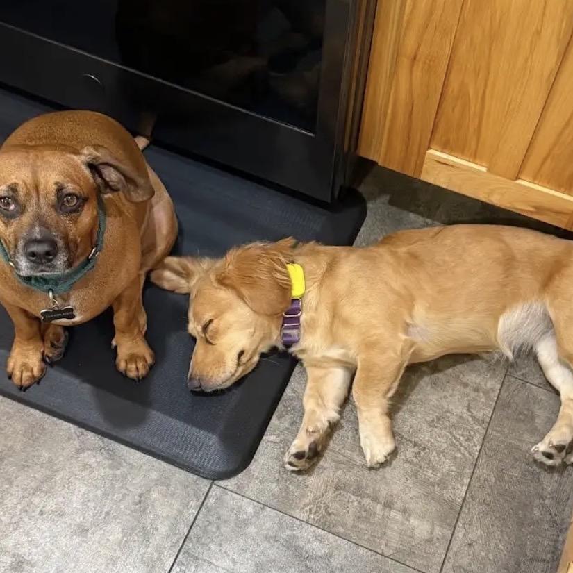 Enlarge Skye D12345, a Adoptable mixed breed in Princeton, MN image 5/5