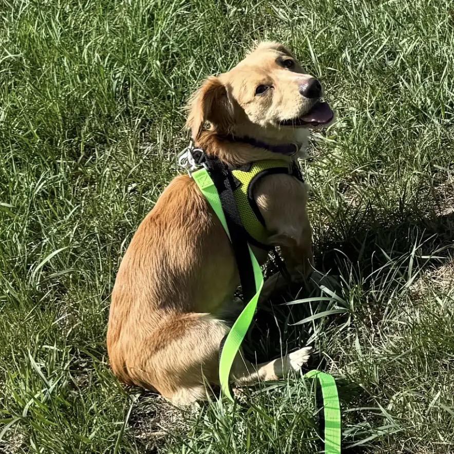 Enlarge Skye D12345, a Adoptable mixed breed in Princeton, MN image 3/5
