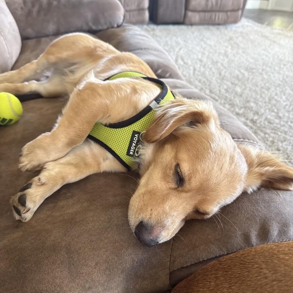 Enlarge Skye D12345, a Adoptable mixed breed in Princeton, MN image 2/5