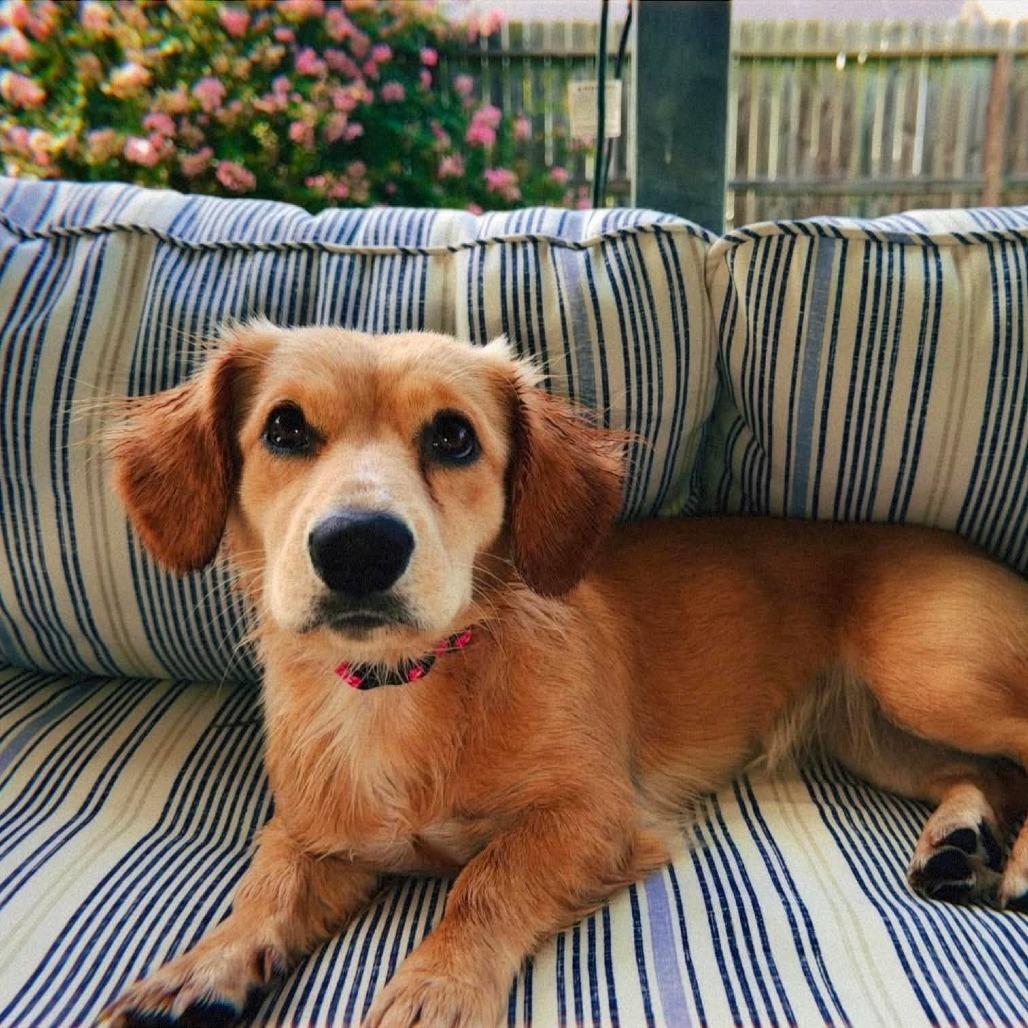 Skye D12345, Adoptable, Young Female Cocker Spaniel & Dachshund.