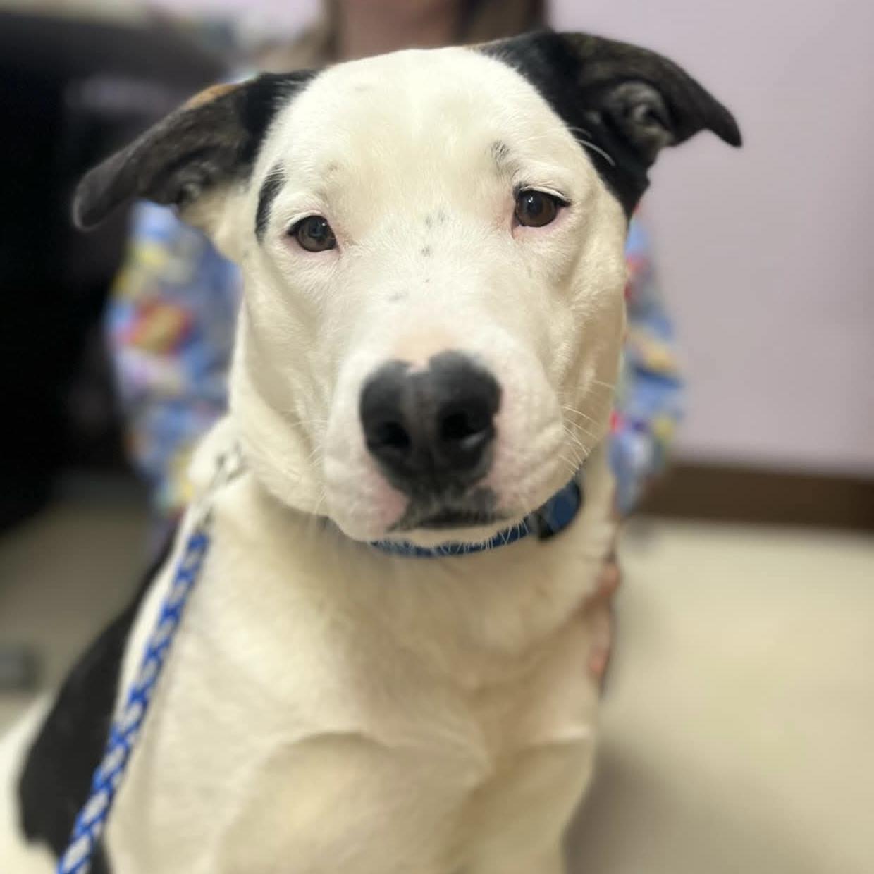 Dante, Adopted, Adult Male Pit Bull Terrier & Mixed Breed.