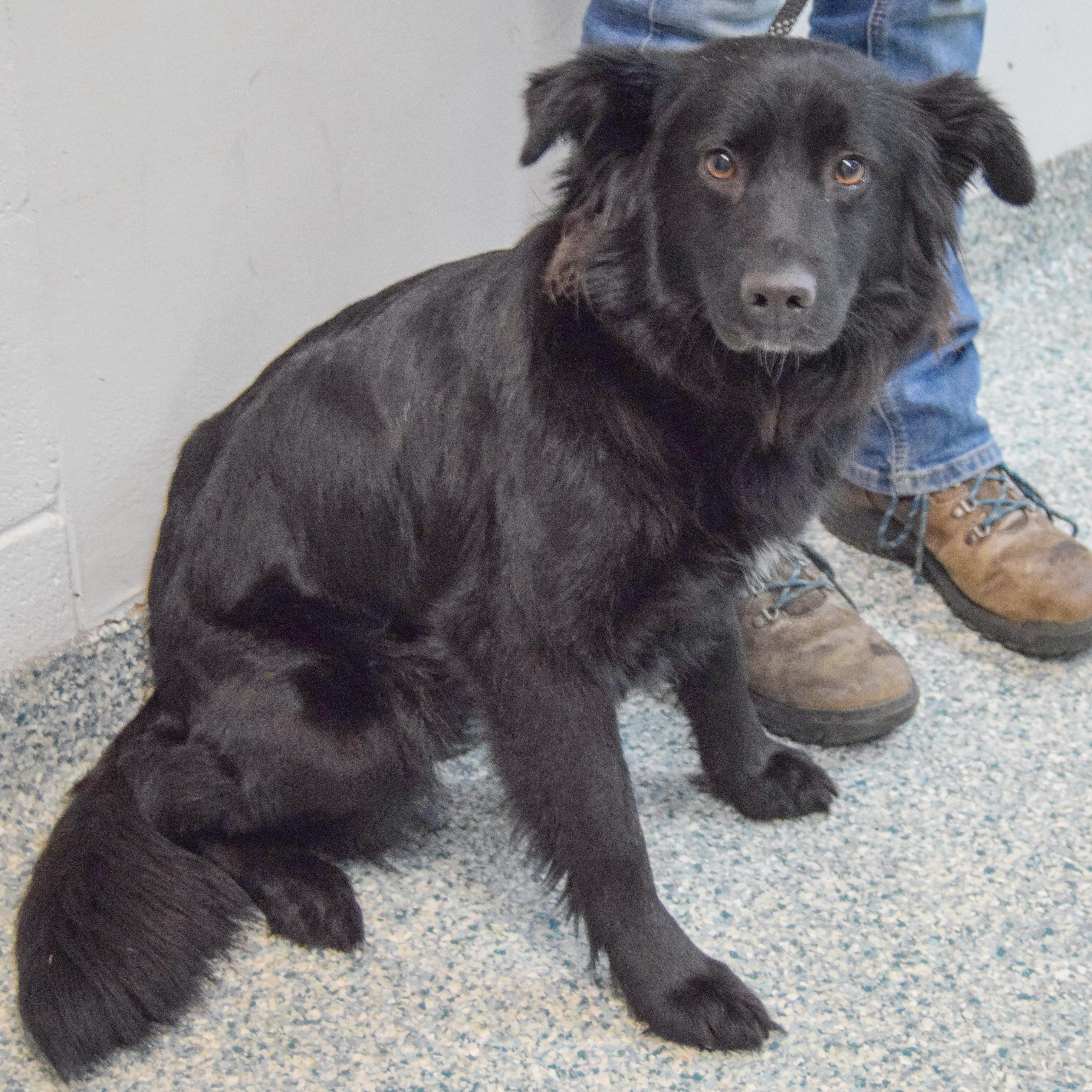 Enlarge Raven, an adopted mixed breed in Huntley, IL image 3/5