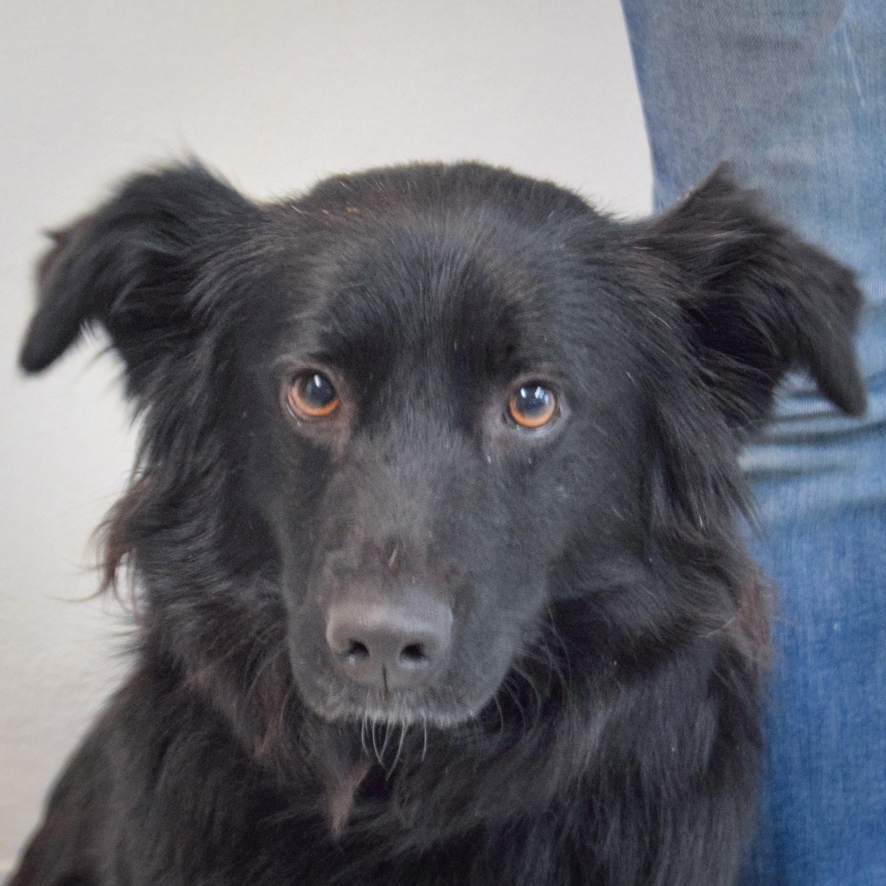 Enlarge Raven, an adopted mixed breed in Huntley, IL image 1/5