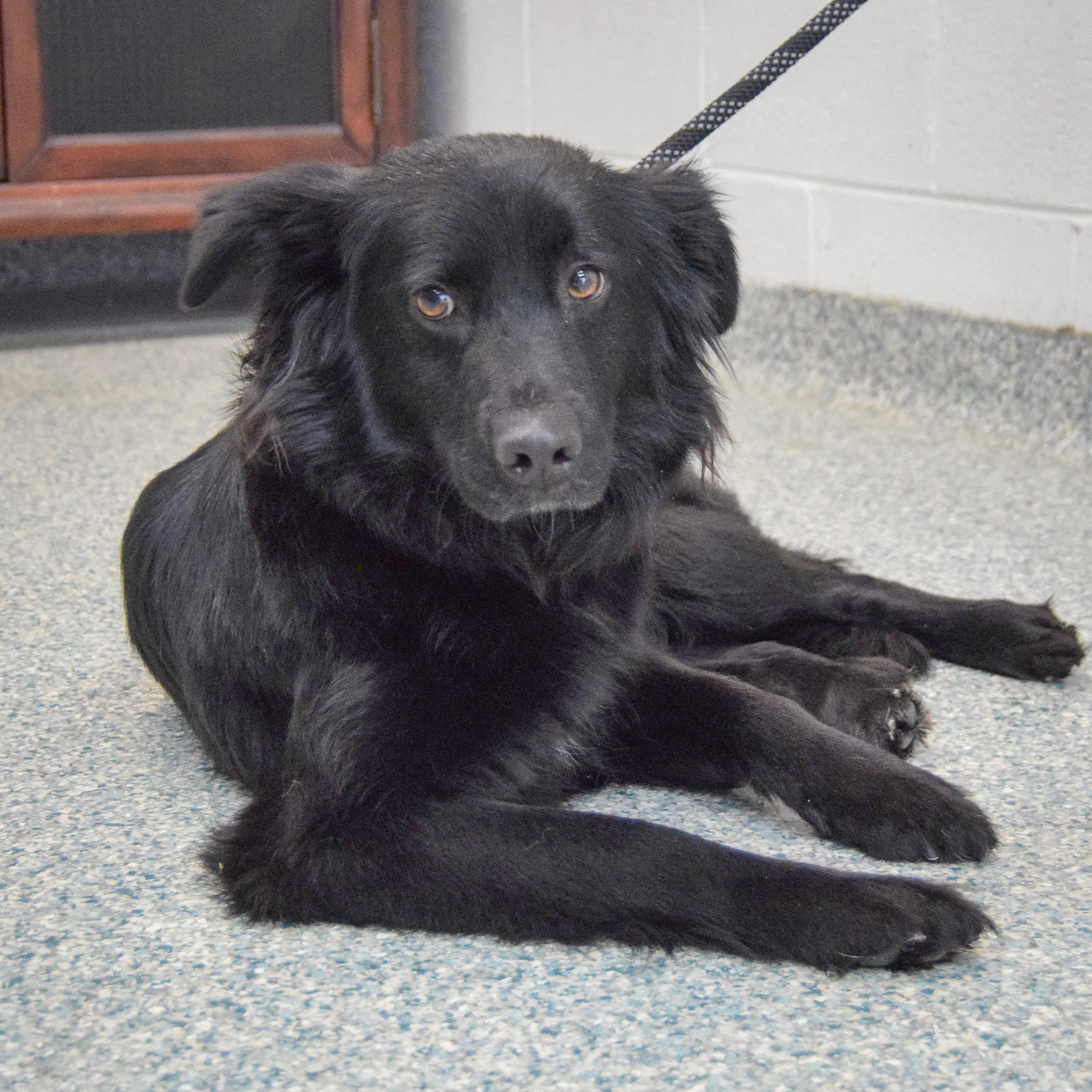 Enlarge Raven, an adopted mixed breed in Huntley, IL image 4/5