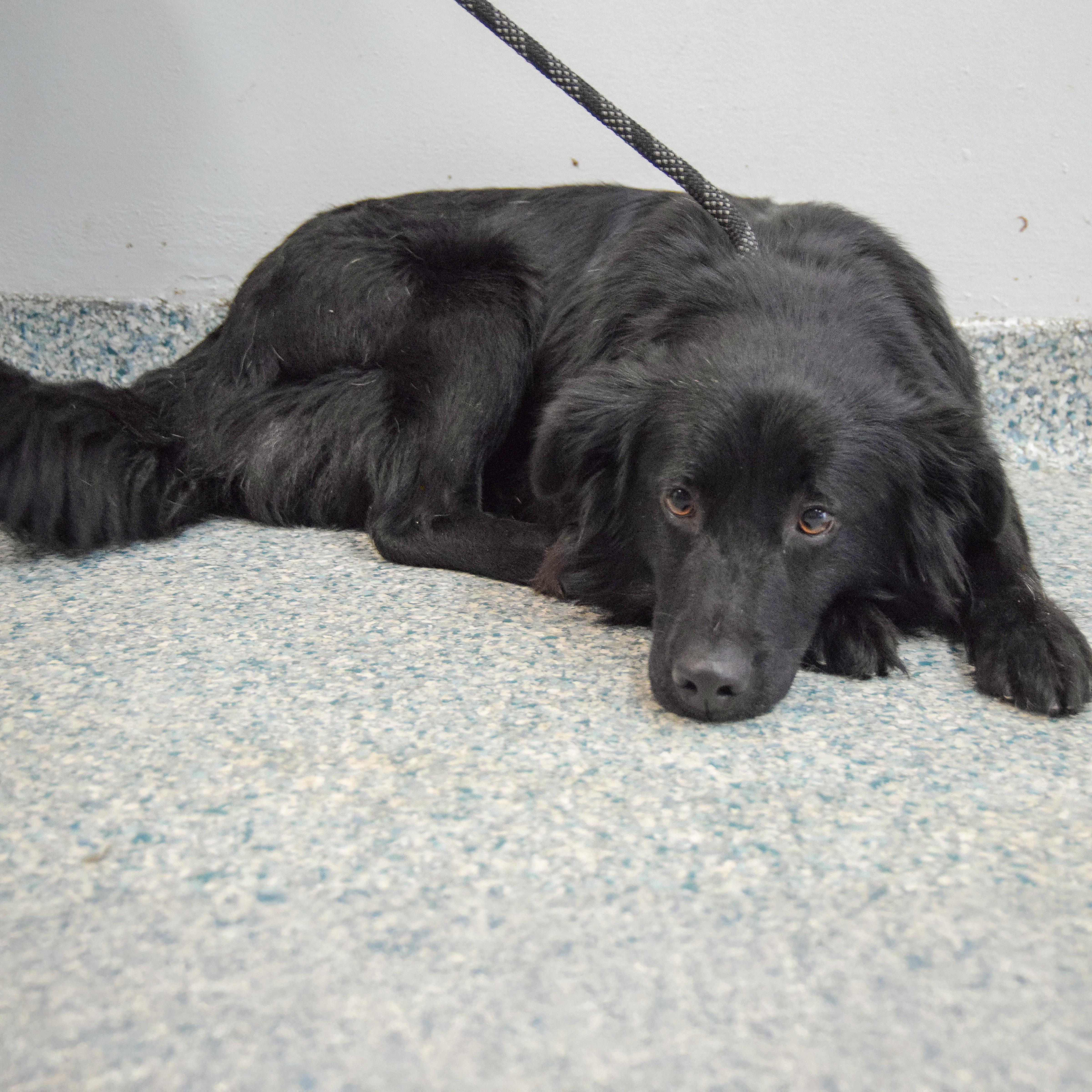 Enlarge Raven, an adopted mixed breed in Huntley, IL image 5/5