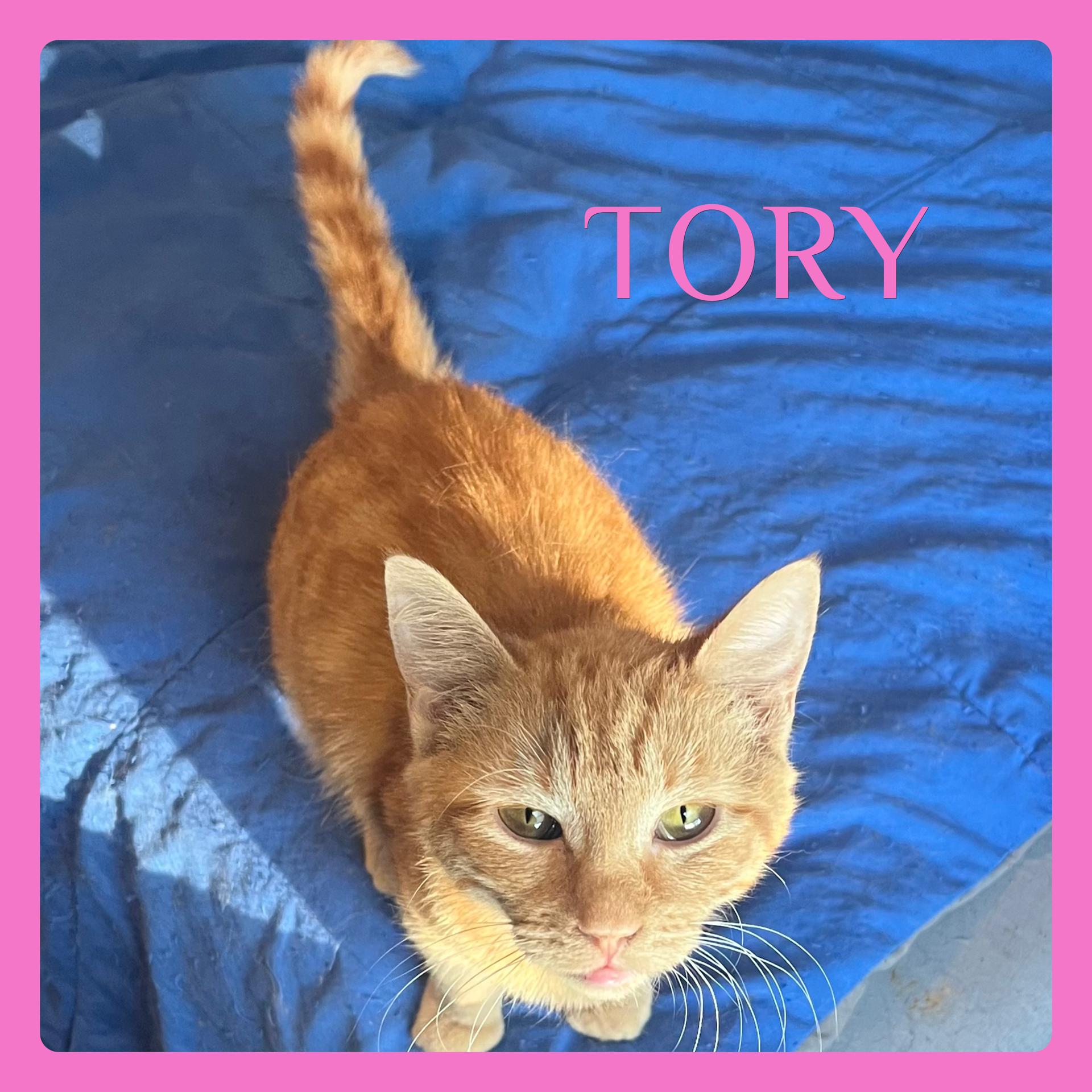 TORY, adopted, Kitten Female Tabby.