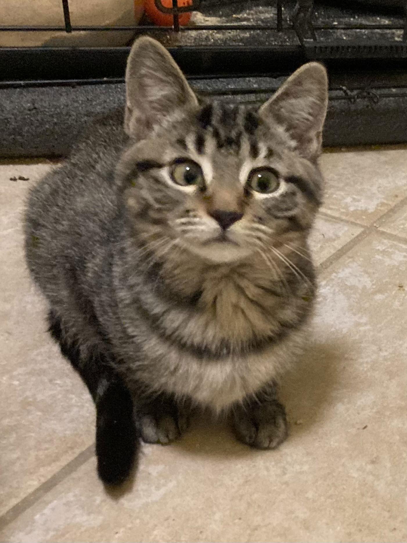 Mia, Adoptable, Kitten Female Domestic Short Hair & Tabby.