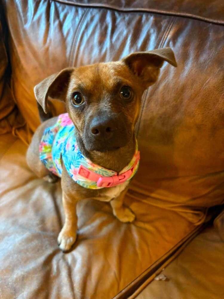 Enlarge Harriett Rose, a Adoptable mixed breed in Saugus, MA image 1/6