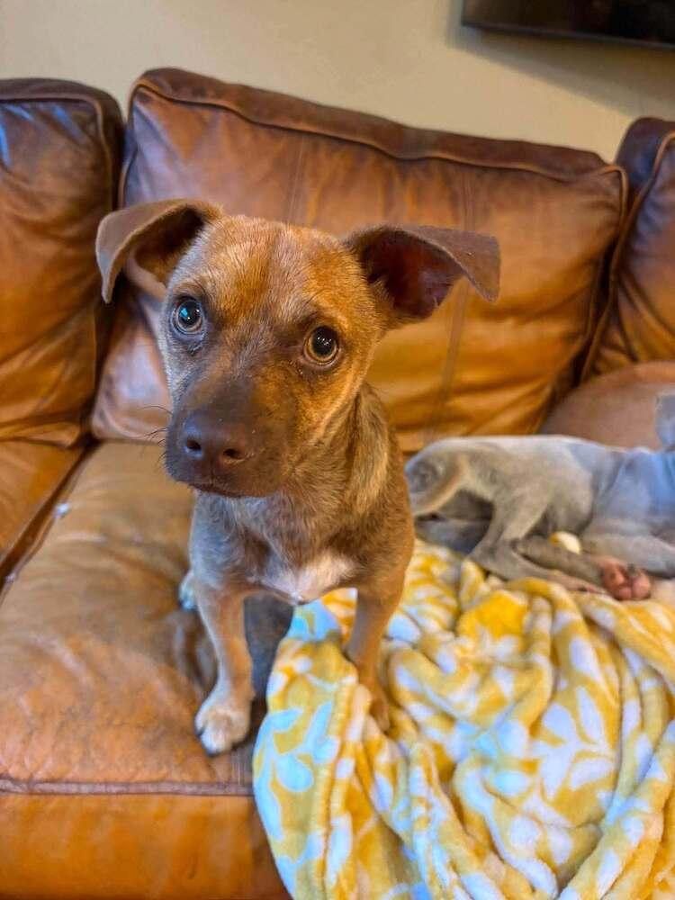 Enlarge Harriett Rose, a Adoptable mixed breed in Saugus, MA image 2/6