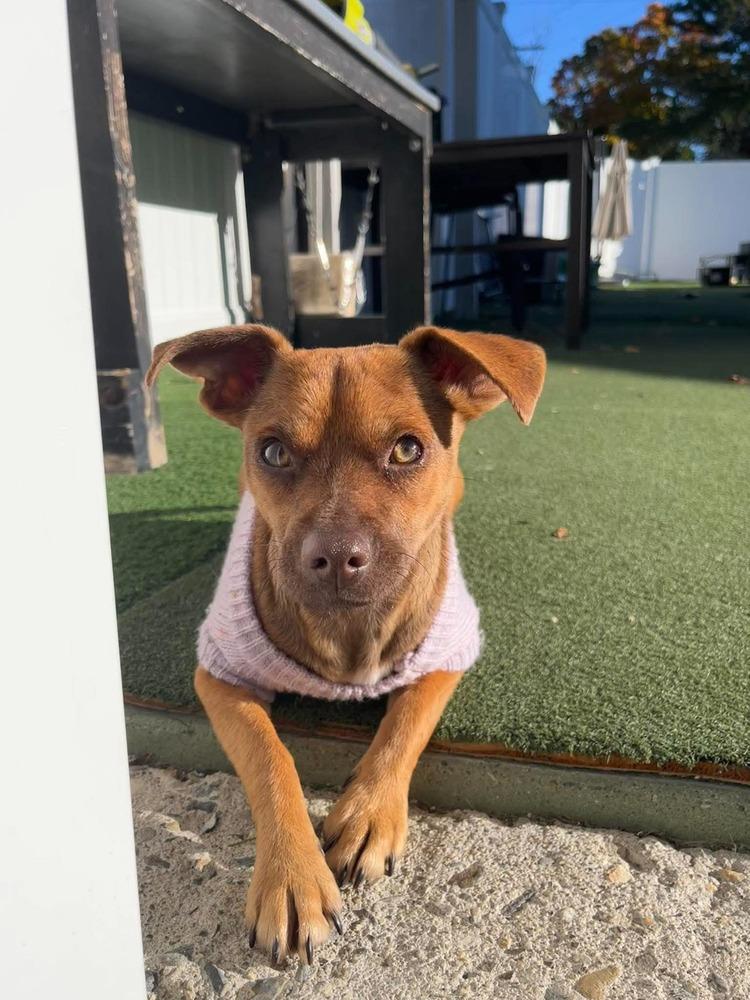 Enlarge Harriett Rose, a Adoptable mixed breed in Saugus, MA image 3/6