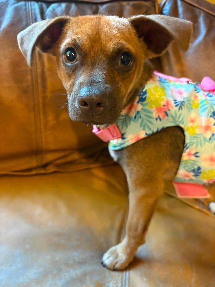 Enlarge Harriett Rose, a Adoptable mixed breed in Saugus, MA image 4/6