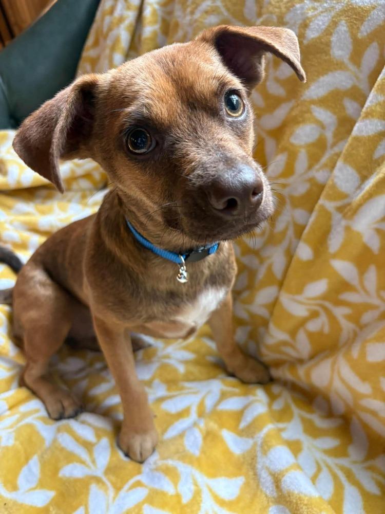 Enlarge Harriett Rose, a Adoptable mixed breed in Saugus, MA image 6/6