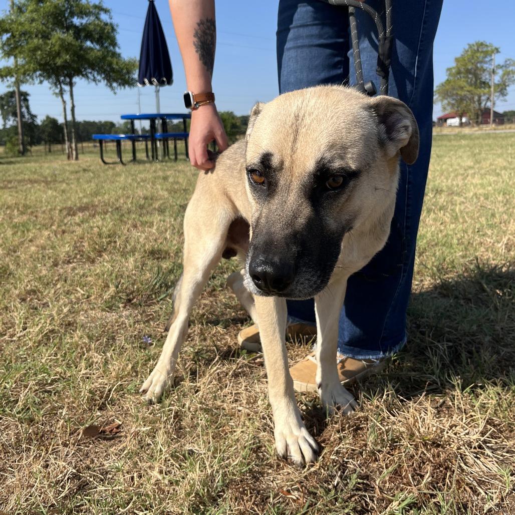 Perry, Adoptable, Adult Male Great Pyrenees & Mixed Breed.