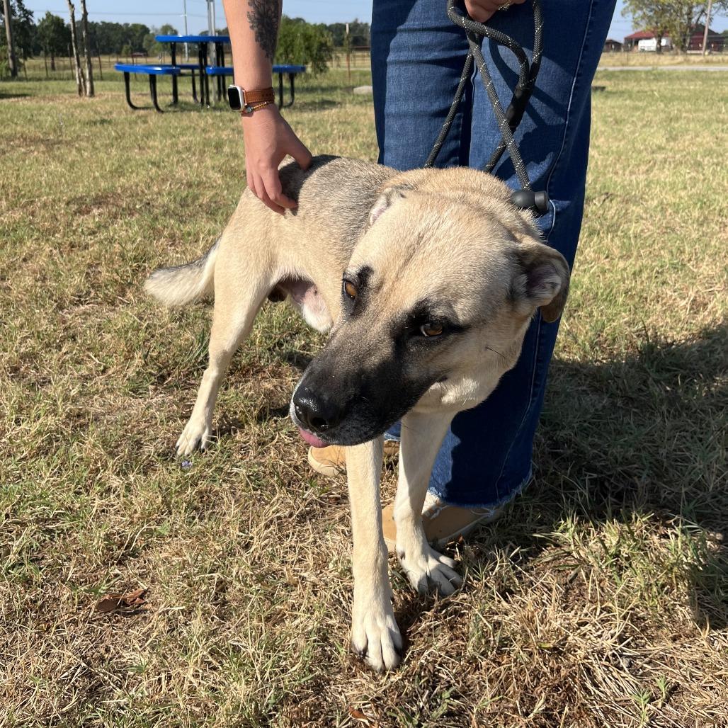 Enlarge Perry, a Adoptable mixed breed in Fayetteville, AR image 2/6