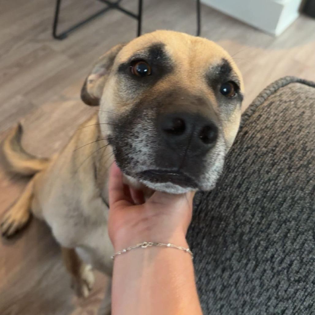Enlarge Perry, a Adoptable mixed breed in Fayetteville, AR image 3/6