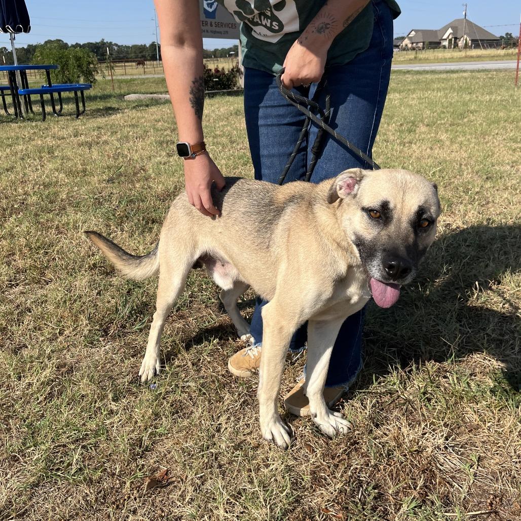 Enlarge Perry, a Adoptable mixed breed in Fayetteville, AR image 5/6