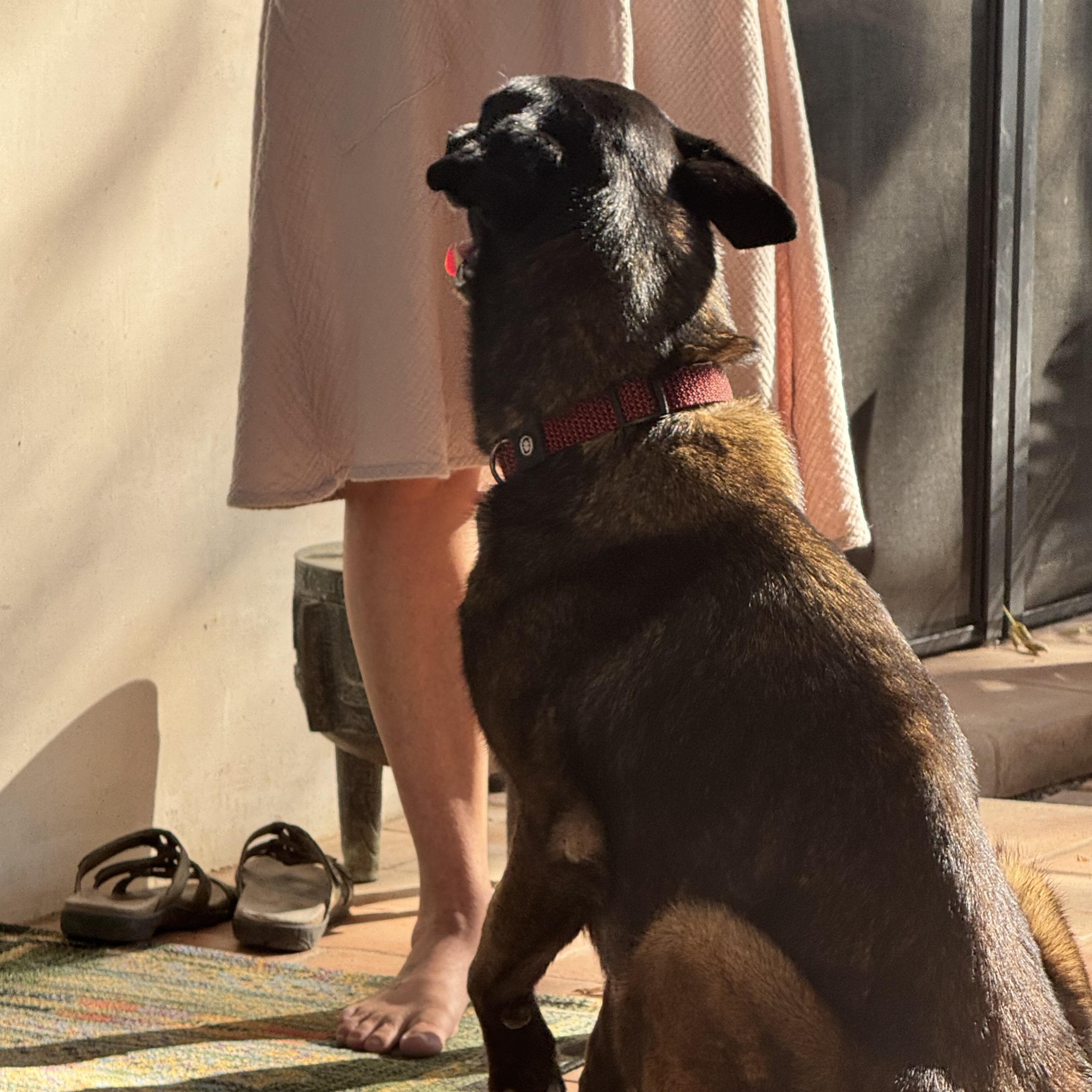 Kaia, a ADOPTABLE mixed breed in Davis, CA image 6/6