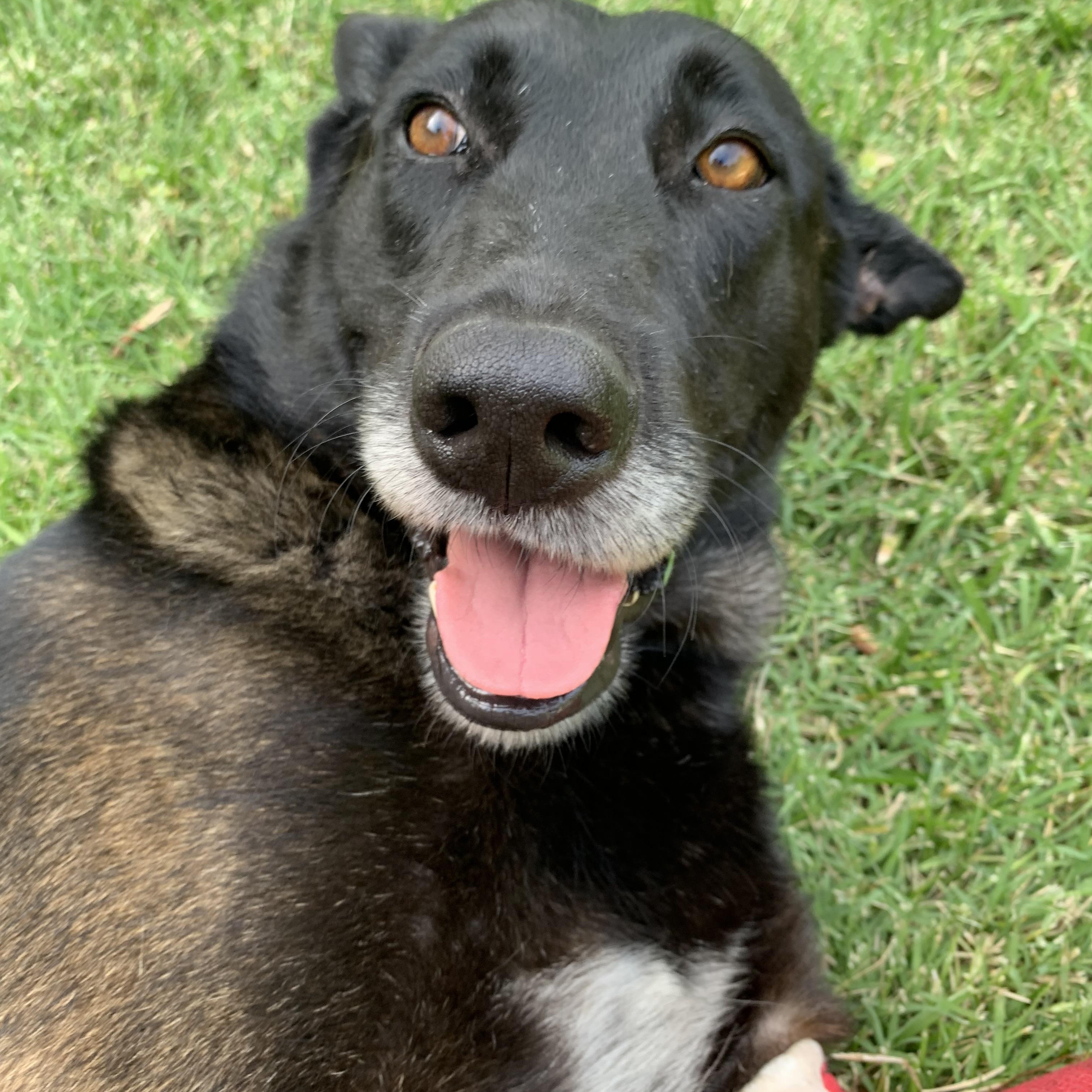 Enlarge Kaia, a Adoptable Belgian Shepherd / Malinois in Davis, CA image 1/3