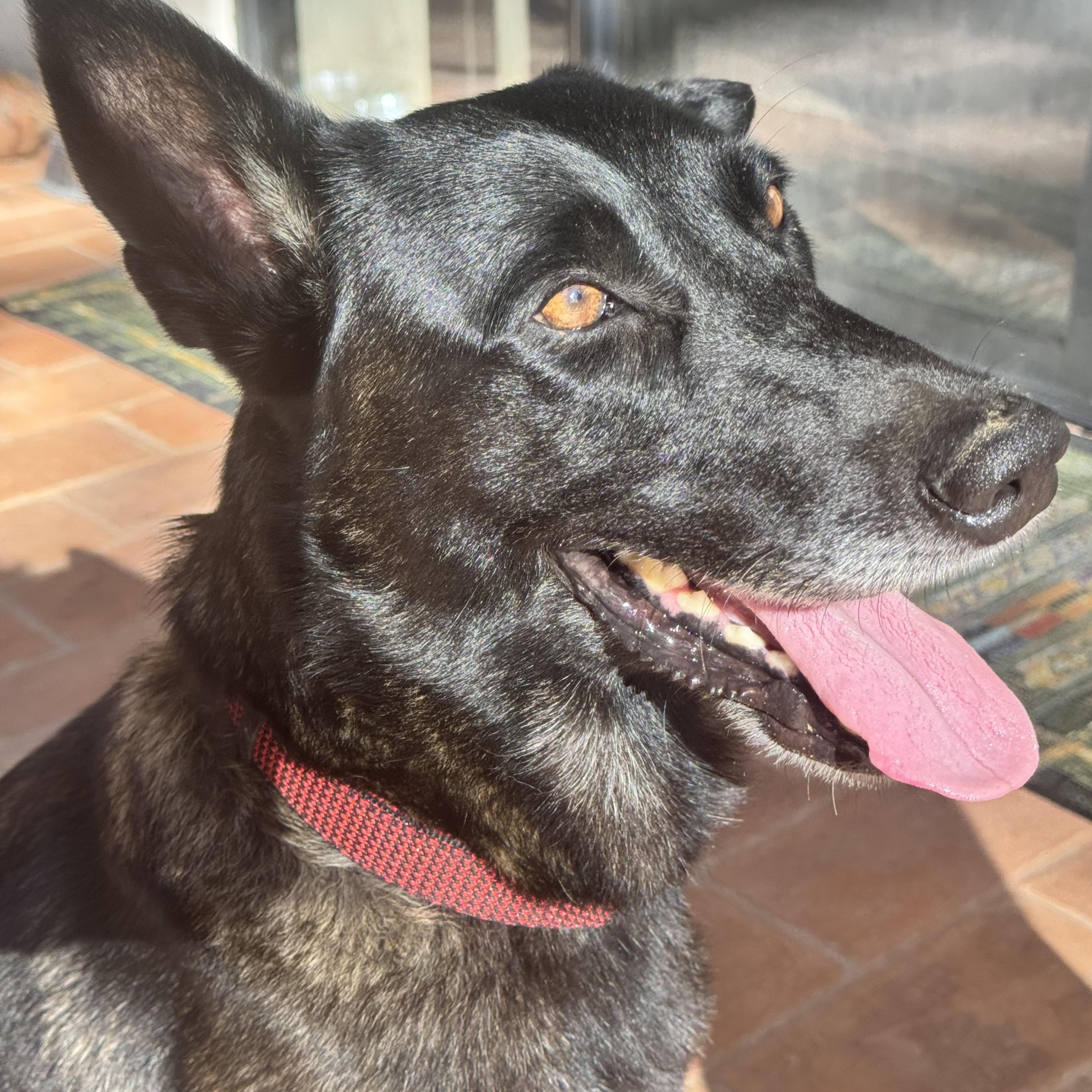 Kaia, a ADOPTABLE mixed breed in Davis, CA image 2/6