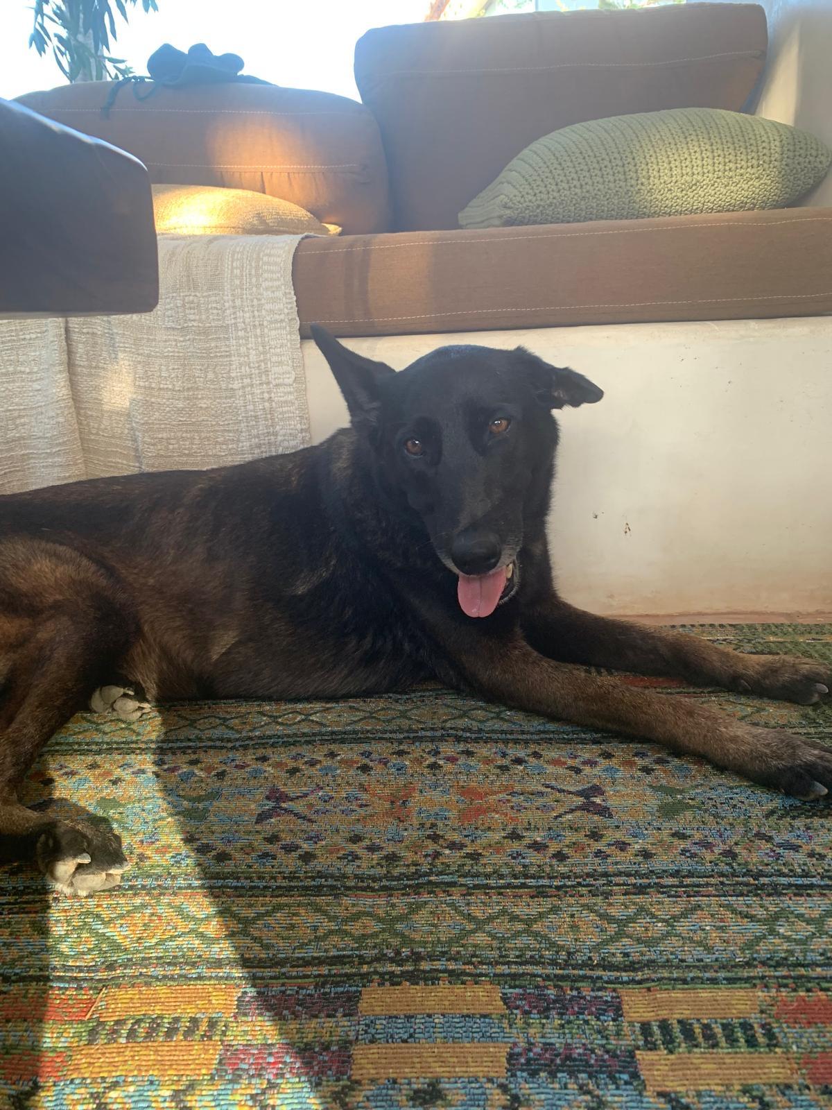 Kaia, a ADOPTABLE mixed breed in Davis, CA image 5/6