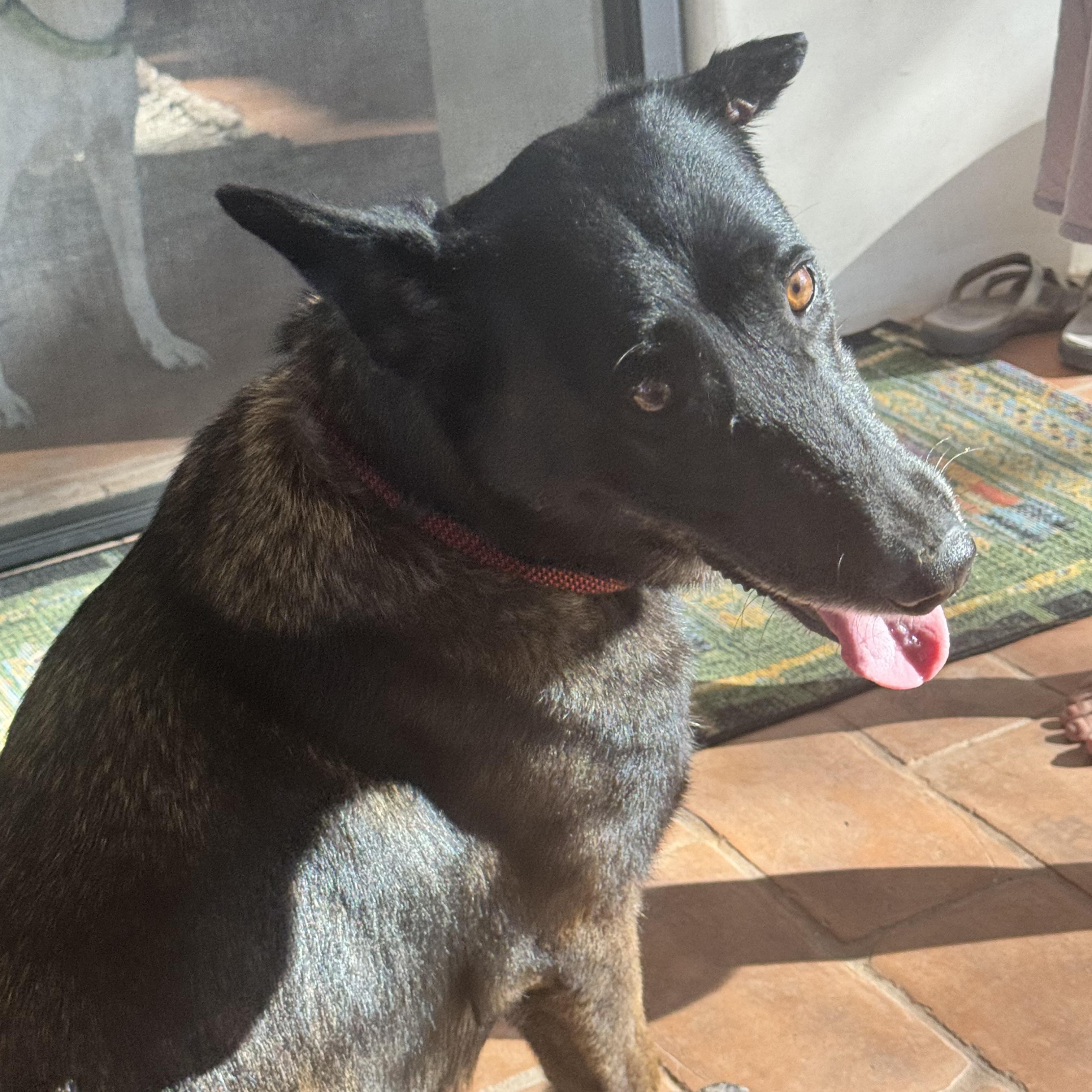 Kaia, a ADOPTABLE mixed breed in Davis, CA image 1/6
