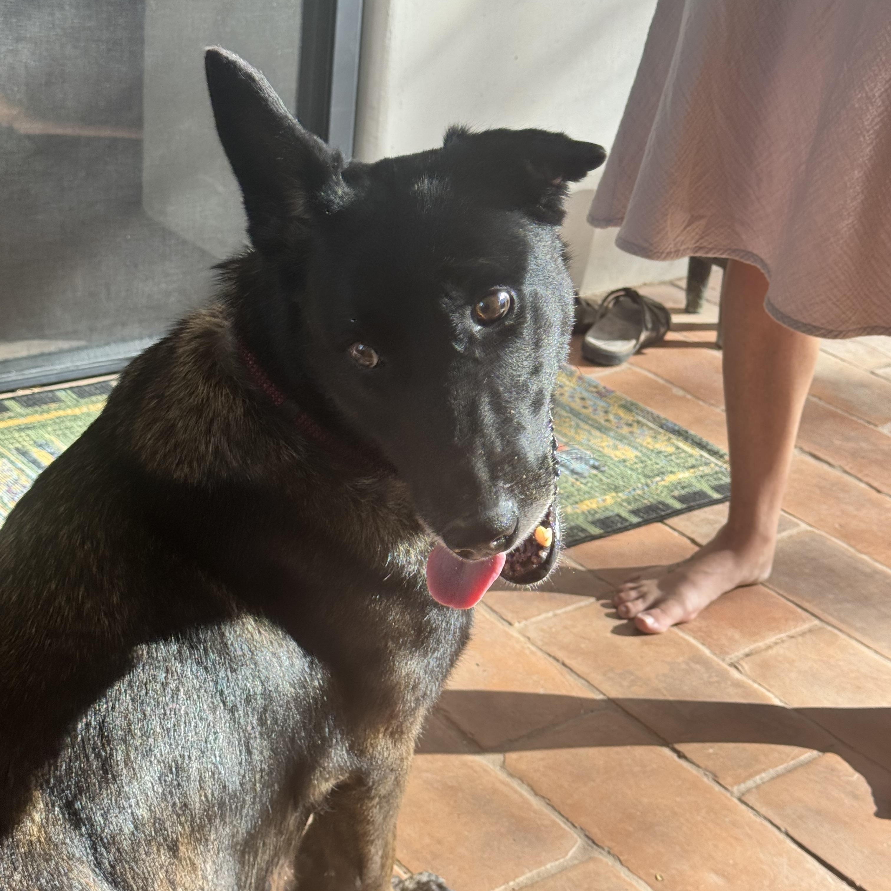 Kaia, a ADOPTABLE mixed breed in Davis, CA image 4/6